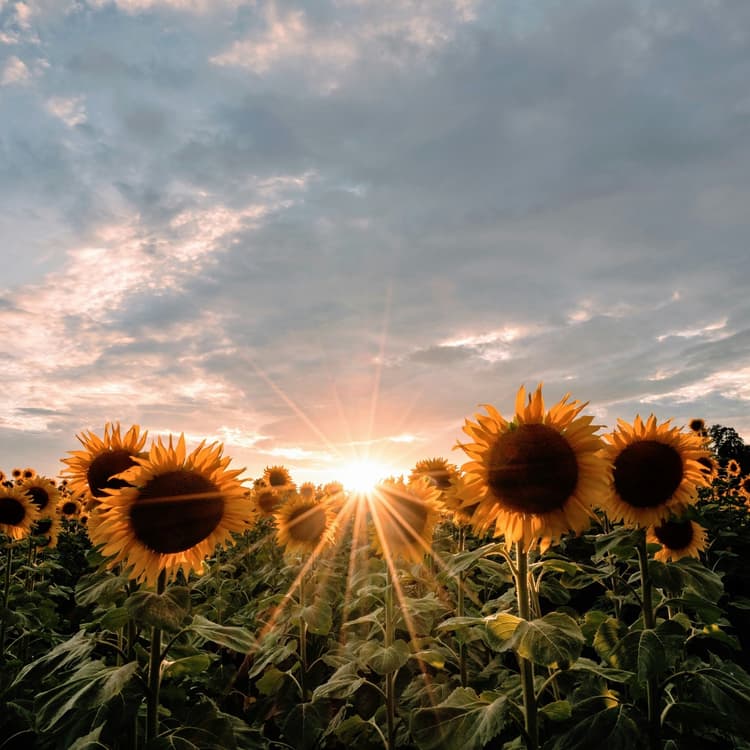 Cover Image for What I Eat Every Day: August 2025